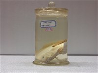 藏品(條紋簾鯛)的圖片